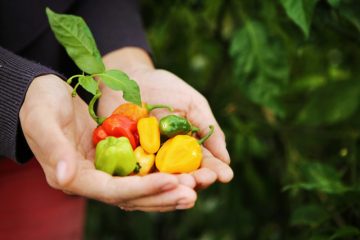 Aéromate, urban farms closer to its customers